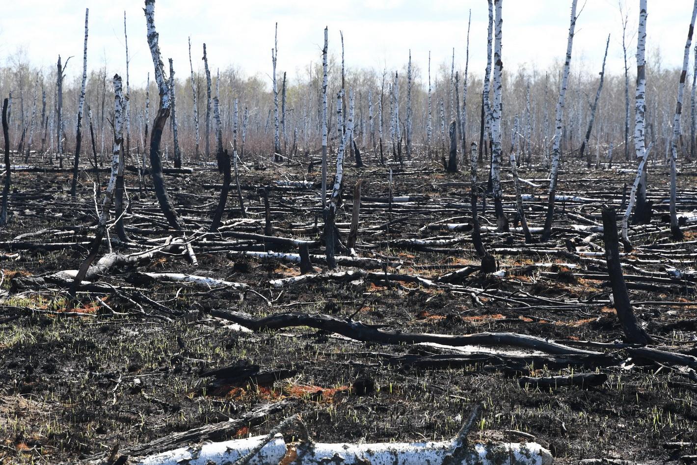 Investigation into ecological impact of Chernobyl wildfires UK Centre